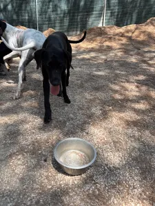 Adopt Azour
