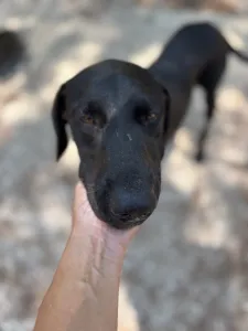 Adopt Azour