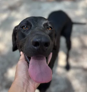 Adopt Azour