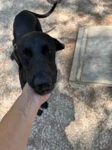 Adopt Azour