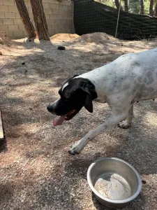 Adopt Rumi