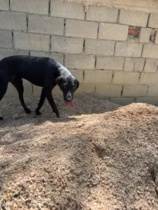 Adopt Azour