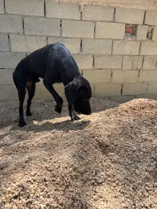 Adopt Azour