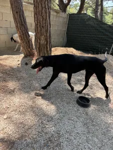 Adopt Azour