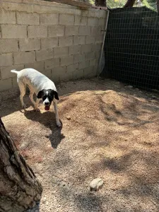 Adopt Rumi