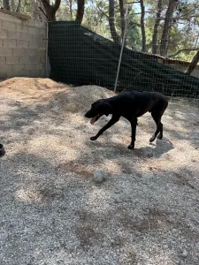 Adopt Azour