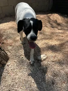 Adopt Rumi