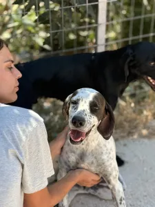 Adopt Sami