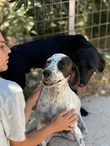 Adopt Sami