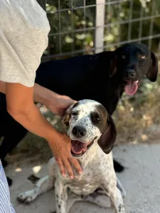 Adopt Sami