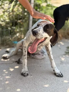 Adopt Sami