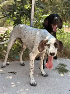 Adopt Zero
