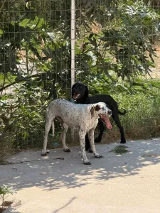 Adopt Sami