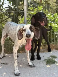 Adopt Sami