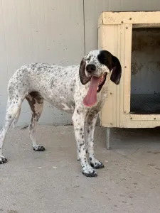 Adopt Sami