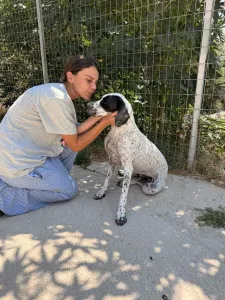 Adopt Sami