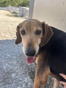 Adoption profile for Orestis