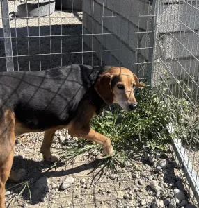 Hund Orestis adoptieren