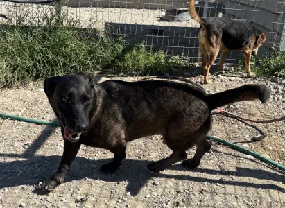 Adopt Makis