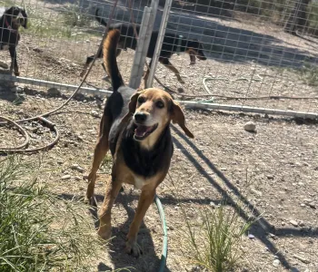 Hund Orestis adoptieren