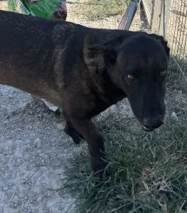 Adopt Makis