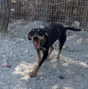 Adopt Ben