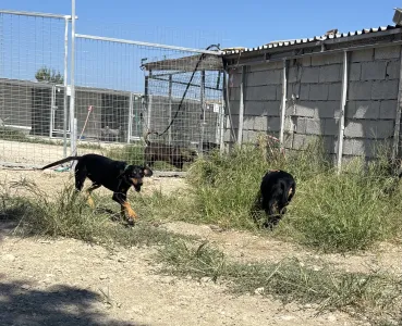 Adopt Ben