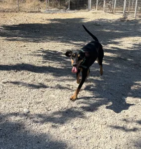 Adopt Ben