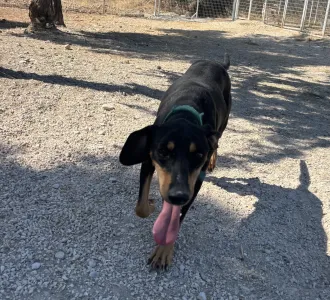Adopt Ben