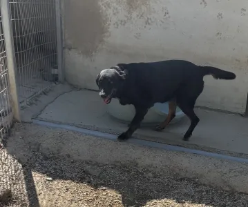 Adopt Olive