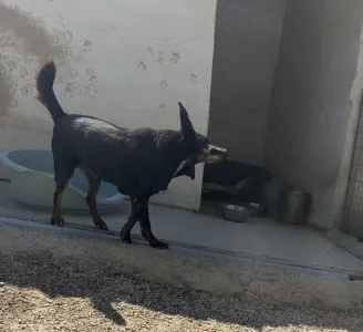 Adopt Olive