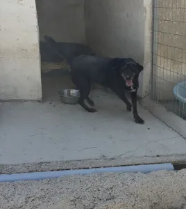 Adopt Olive