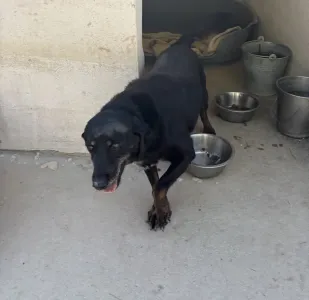 Adopt Olive