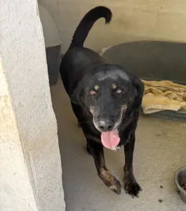 Adopt Olive