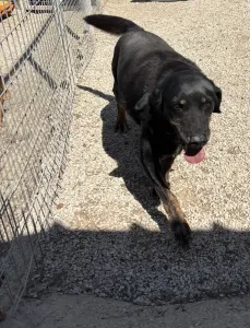 Adopt Olive