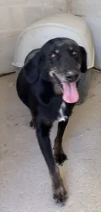 Adopt Olive