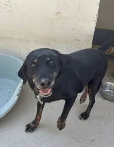 Adopt Olive
