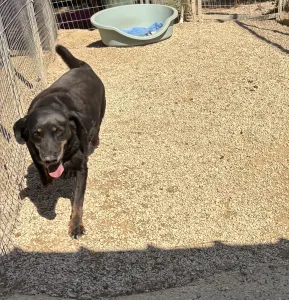 Adopt Olive