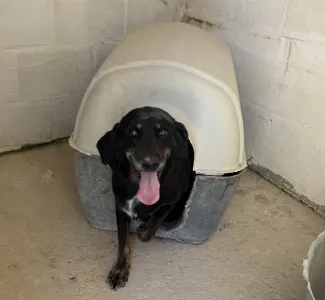 Adopt Olive