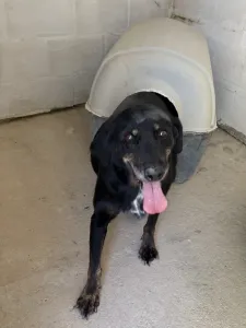 Adopt Olive