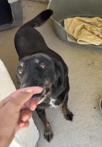 Adopt Olive