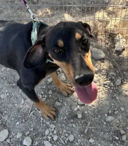 Adopt Ben