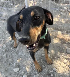 Adopt Ben