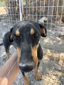 Adopt Ben