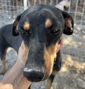 Adopt Ben