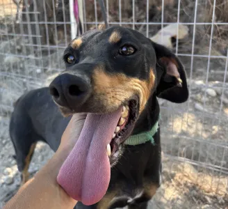 Adopt Ben