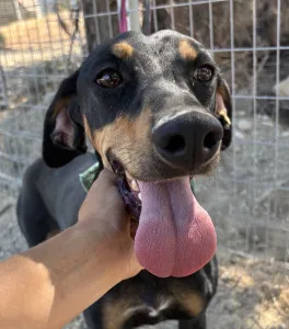 Adopt Ben