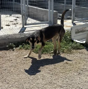 Adopt Thanasis