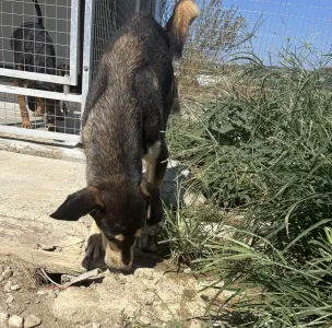 Adopt Thanasis