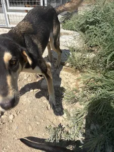 Adopt Thanasis